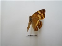 藏品(金鎧蛺蝶)的圖片